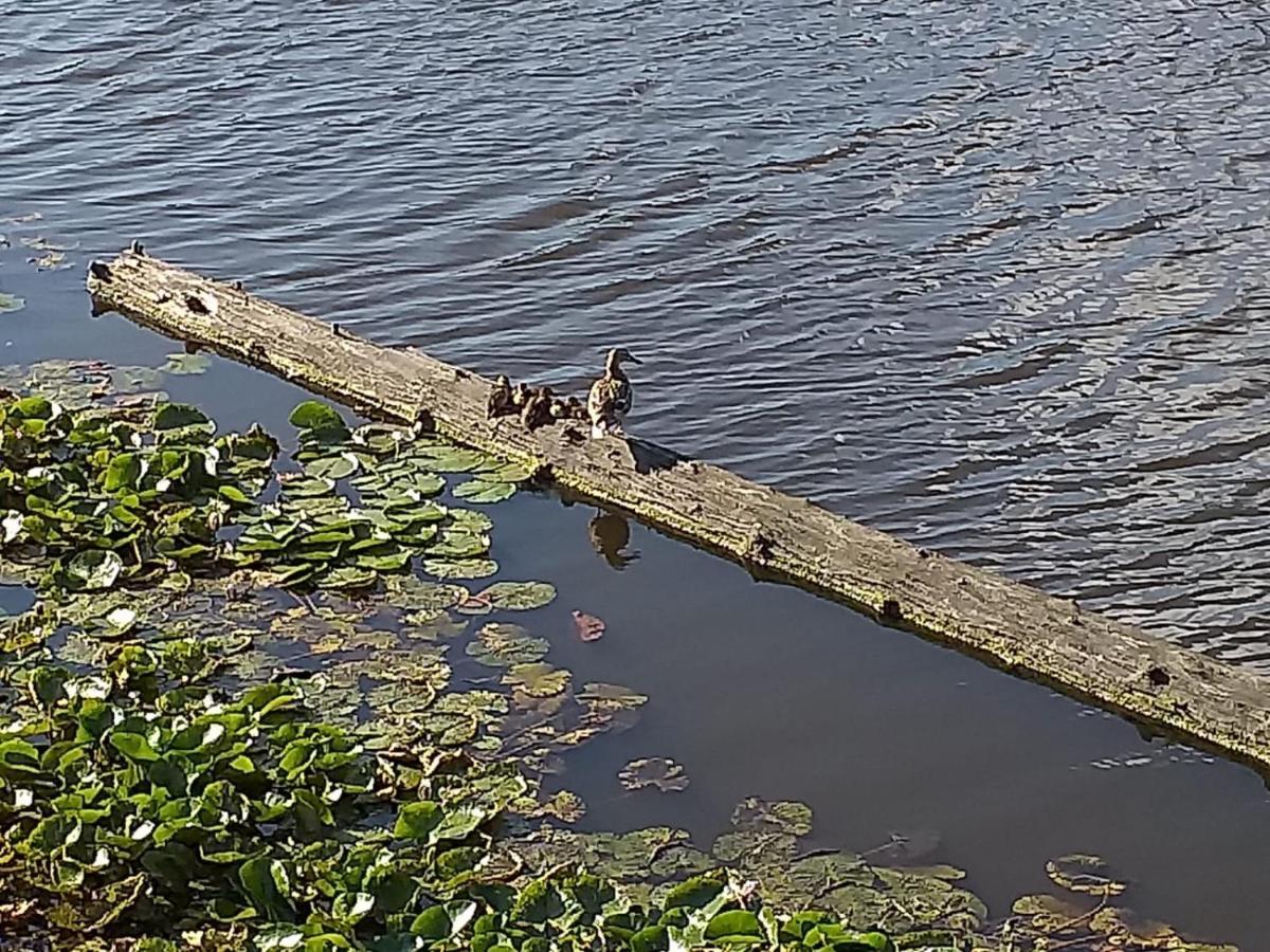 Huisje Aan Het Water, Omgeving Amsterdam Villa Zaandam Luaran gambar